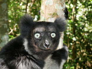 Indri Lemur, Andasibe - Ralph Pannell