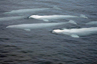 Beluga Whales - Ben Garrod