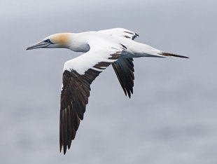 Gannet, Scotland - Andrew Wilcock