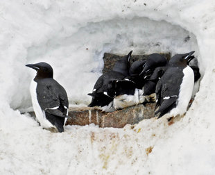 Brunnichs Guillemot