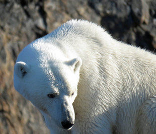 Polar Bear in Canadian High Arctic - Karen Bass & Neil Nightingale