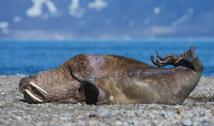 Walrus in Spitsbergen - Jordi Plana