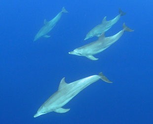 Swimming Snorkelling with Bottlenose Dolphins in Madagascar - Underwater Photography Ralph Pannell (Aqua-Firma) - Panasonic Lumix in Nauticam housing