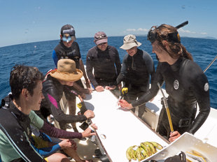 Whale Shark Researchers in Madagascar - Ralph Pannell - Stella Diamant