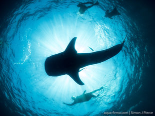 Swimming with Whale Shark Madagascar - Aqua-Firma host Researcher & Marine Biologist Dr Simon Pierce (Marine Megafauna Foundation)