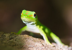 Green Gecko, Lokobe Reserve Madagascar - Ralph Pannell