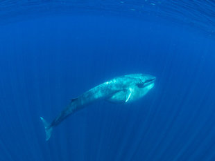 Omuras Whale Madagascar - Dr Simon Pierce