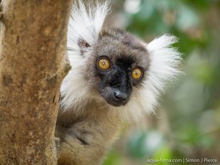 Female Black Lemur, Nosy Tanikely - Dr Simon Pierce
