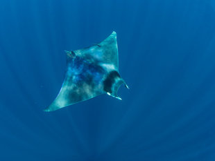 Mobular Ray Madagascar - Dr Simon Pierce