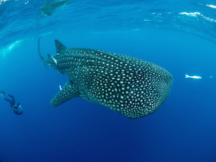 Whale Shark Researcher, Nosy Be - Ralph Pannell