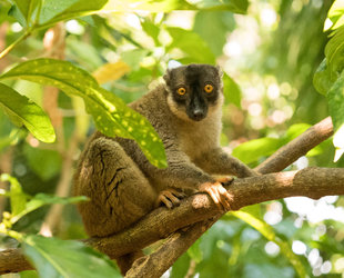 Brown Lemur, Nosy Tanikely