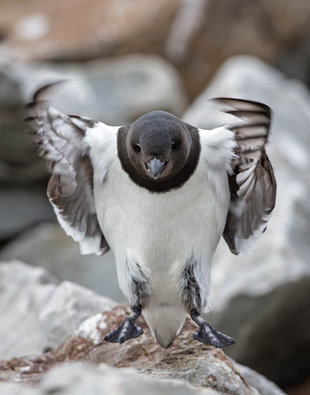 Little Auk in Svalbard (Spitsbergen) Wildlife Expedition cruise photography by Jordi Plana