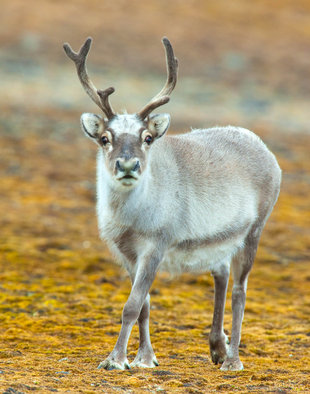 Svalbard Reindeer in Spitsbergen wildlife photography - David Slater