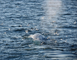 Blue Whale cruising in Svalbard Spitsbergen Arctic waters - Jen Squire