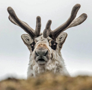 Svalbard Reindeer Spitsbergen cruise wildlife photography by Alex Chavanne