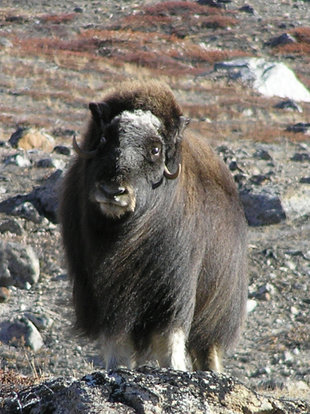 Musk Oxen Greenland, Charlotte Caffrey