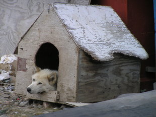 Husky in Greenland, Charlotte Caffrey