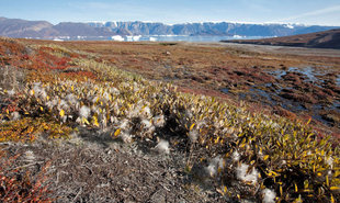 Røde Fjord, East Greenland Scoresby Sund