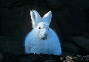 Arctic Hare, Greenland, Rinie van Meurs