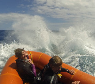 Playful Humpback Whales in the Silverbanks - Amanda Smith