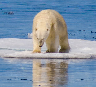Polar Bear in Canadian High Arctic - Charlotte Caffrey