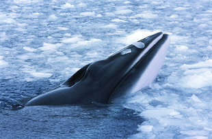 Minke Whale in Spitsbergen - Rinie van Meurs