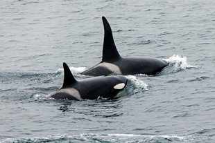 Orcas in Scotland - Andrew Wilcock
