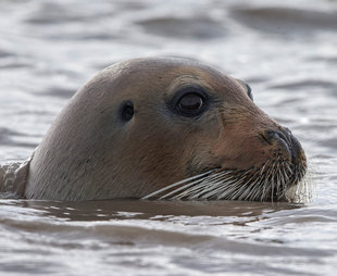 Seal in Spitsbergen - Jordi Plana