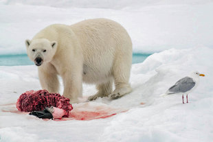 Polar Bear in Spitsbergen - Bjoern Koth