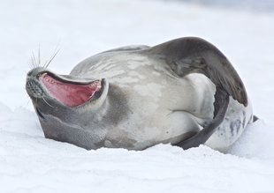 Yawning Seal Antarctica