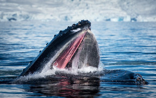 Humpback Whale in Antarctica