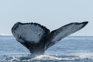 Whale Tail in Antarctica