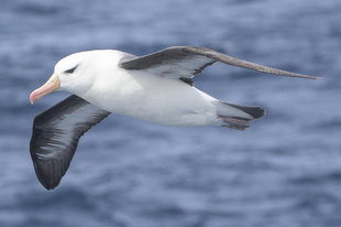 Flying Albatros in Antarctica