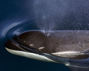 Orca Whale Antarctica