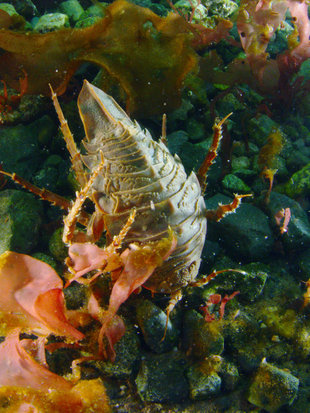 Isopod Diving in Antarctica