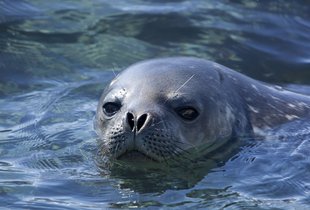 Swimming Weddell Seal