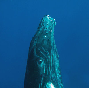 Curious Humpback Whale Calf - Rob Smith