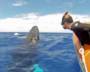 Whale Watching in the Silverbanks - Amanda Smith