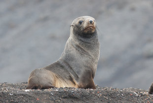 Antarctic Seal, Charlotte Caffrey