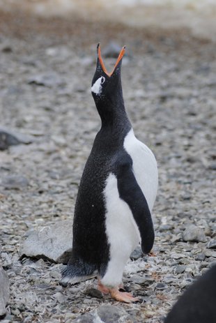 Gentoo Penguin, Antarctica