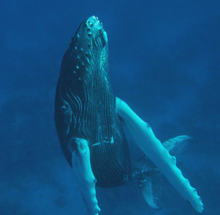 Snorkelling with Humpback Whale Calf - Rob Smith