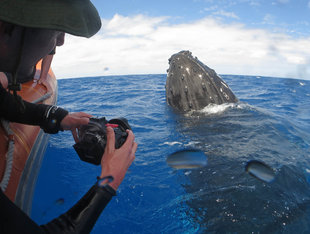 Whale Watching in the Silverbanks - Charlotte Caffrey