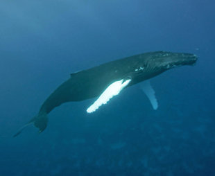 Snorkelling with Humpback Whales - Bjoern Koth