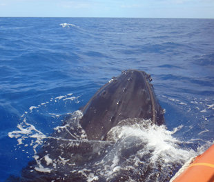 Whale Watching in the Silverbanks - Jan & Michael Wigley