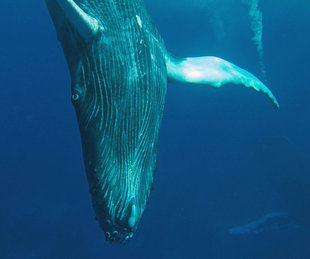 Playful Humpback Whale Calf - Rob Smith