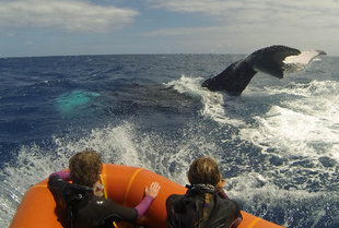 Humpback Whales of the Silverbanks - Amanda Smith