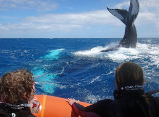 Humpback Whale Calf in the Silverbanks - Jan & Michael Wigley