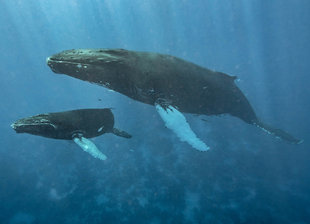 Snorkelling with Humpback Whales - Bjoern Koth