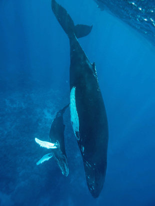 Snorkelling with Humpback Whale Mother and Calf - Bjoern Koth