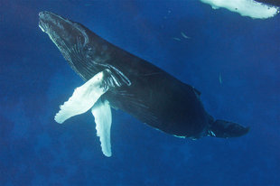 Snorkelling with Humpback Whales - Amanda Smith